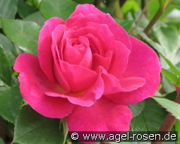 Gloriana kaufen, click for more details Gloriana