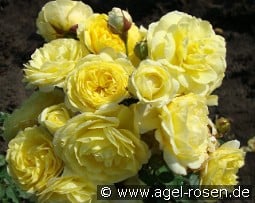 Golden Border Climber kaufen, click for more details Golden Border Climber