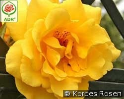 Golden Gate kaufen, click for more details Golden Gate