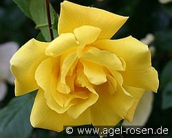 Golden Showers kaufen, click for more details Golden Showers