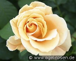 Goldener Olymp kaufen, click for more details Goldener Olymp