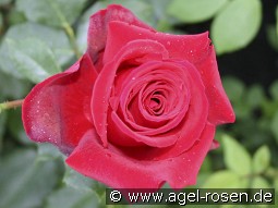 Grandessa kaufen, click for more details Grandessa