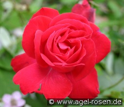 Gruß an Heidelberg kaufen, click for more details Gruß an Heidelberg