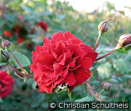 Guinée kaufen, click for more details Guinée