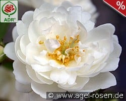 Guirlande d'Amour kaufen, click for more details Guirlande d'Amour