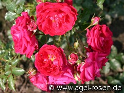 Hamburger Phönix kaufen, click for more details Hamburger Phönix