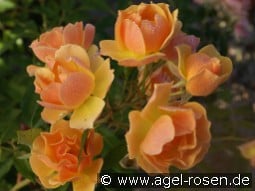 Happy Dance kaufen, click for more details Happy Dance