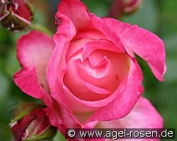 Harlekin kaufen, click for more details Harlekin