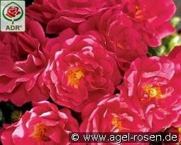 Heidetraum PLUS kaufen, click for more details Heidetraum PLUS