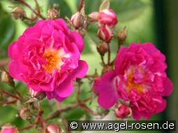 Hermann Schmid kaufen, click for more details Hermann Schmid