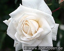 Ilse Krohn superior kaufen, click for more details Ilse Krohn superior