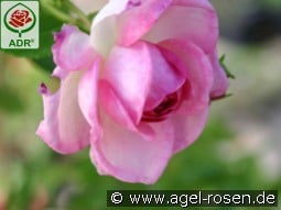 Jasmina kaufen, click for more details Jasmina