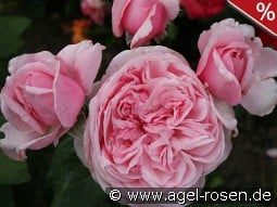 Kiss me Kate kaufen, click for more details Kiss me Kate