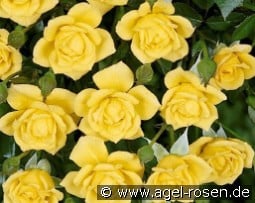 Laura Ford kaufen, click for more details Laura Ford