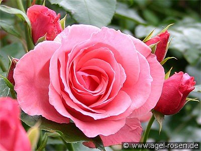 Buy Lawinia ® – Climbing Rose – AGEL ROSEN