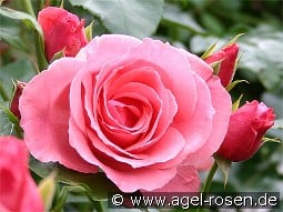 Lawinia kaufen, click for more details Lawinia