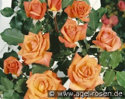 Liane kaufen, click for more details Liane