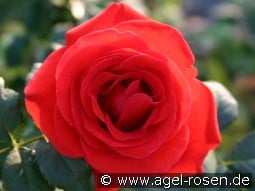 Liliana kaufen, click for more details Liliana