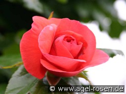 Maintower kaufen, click for more details Maintower