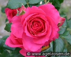 Maritim kaufen, click for more details Maritim