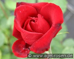 Messire Delbard kaufen, click for more details Messire Delbard