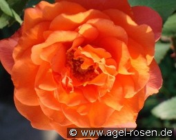 Metanoia kaufen, click for more details Metanoia