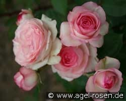 Mini Eden kaufen, click for more details Mini Eden