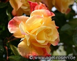 Moonlight kaufen, click for more details Moonlight