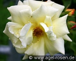 Morgensonne kaufen, click for more details Morgensonne