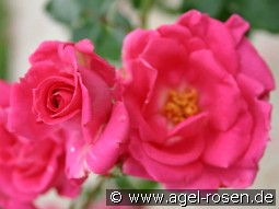 Morning Jewel kaufen, click for more details Morning Jewel