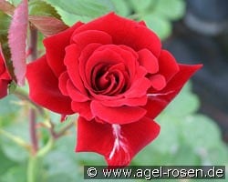 Mushimara kaufen, click for more details Mushimara