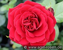 Naheglut kaufen, click for more details Naheglut