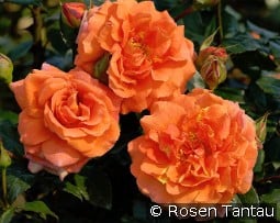 Naranga kaufen, click for more details Naranga