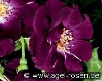 Night Owl kaufen, click for more details Night Owl