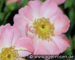 Open Arms kaufen, click for more details Open Arms