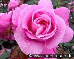 Our Last Summer - Plant'n'relax kaufen, click for more details Our Last Summer - Plant'n'relax