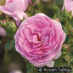 Ozeana kaufen, click for more details Ozeana