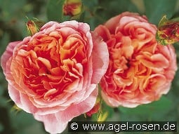 Papi Delbard kaufen, click for more details Papi Delbard