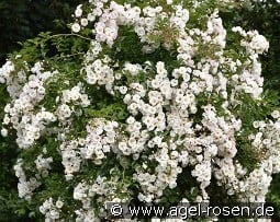 Paragon kaufen, click for more details Paragon