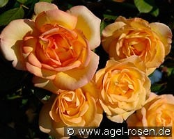 Parure d'Or kaufen, click for more details Parure d'Or