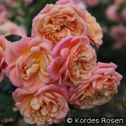 Peach Melba kaufen, click for more details Peach Melba