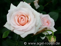 Penny Lane kaufen, click for more details Penny Lane