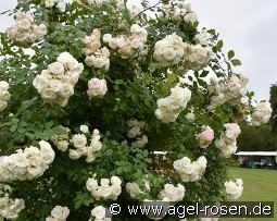 Perfume Dreams kaufen, click for more details Perfume Dreams