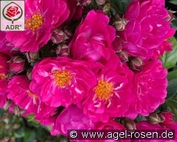 Perfumy Siluetta kaufen, click for more details Perfumy Siluetta