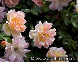 Phyllis Bide kaufen, click for more details Phyllis Bide