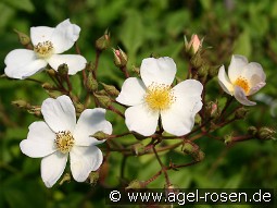 Pleine de Grace kaufen, click for more details Pleine de Grace