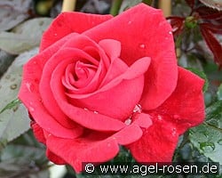 Red Flame kaufen, click for more details Red Flame