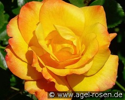 Redova kaufen, click for more details Redova