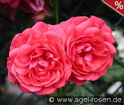 Rosarium Uetersen kaufen, click for more details Rosarium Uetersen