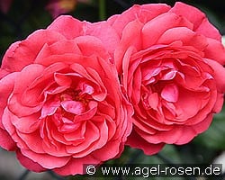 Rosarium Uetersen kaufen, click for more details Rosarium Uetersen